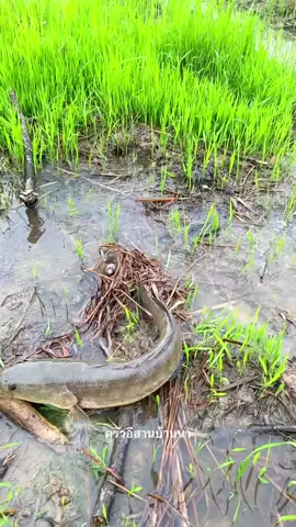বৃষ্টির দিনের জীবিত শোল মাছ