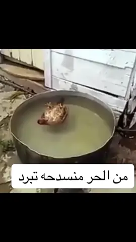 من الحر منسدحه تبرد 🤣