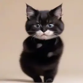#cat #dance cutecutcuc