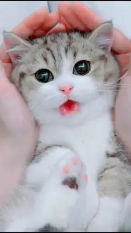 #funnycats #viralcat #babycat #caat_lover764 #cutecat #viralcat #lovecats #cateyes #catsounds #catvideo 