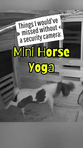 ON SALE‼️THIS is the camera you need if your WiFi doesn't reach your barn or Horse pasture and you don't have Power there! No Power, No Wi-Fi? No Problem! On SALE ‼️ right now for the first time ever! It's like the Wi-Fi camera I have in my Paddock (videos on my security cameras🎦 playlist!) except this one can run on (and switch!) Data or Wi-Fi!  Comes with the SD card that stores the footage up to 2 months, records every move, follows, 360° views, color night vision, excellent 4K quality!  No power needed!  All solar powered 🌞 Get yours before they're sold out! #securitycamera #horseowner #horses #camera #security #securityfootage  #tiktoksummersale #tiktokshopsummersale 