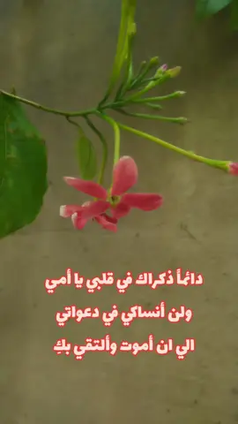 #رحمك_الله_يا_فقيدة_قلبي💔 #لفقيدتيً_الراحله_اشتقت_اليك #أمي 