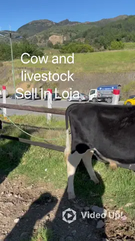 Loja cattle sell #ecuador #