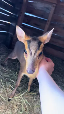Cashew deer update, DEER ZOOMIES, Red yelling, patternless bullfrog! #animals #farm #pets #wildlife #deer #fallow #muntjac #turkey 