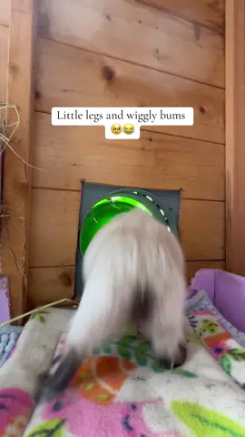 Love the way guinea pigs run 🥹😂 #guineapigs #fyp #petparent #dailylife #guineapig #guineapigsetup #guineapigcage #guineapigcare #enclosure #enclosuretour #setup #guineapigsoftiktok #Summer #summervibes #hiddencamera 