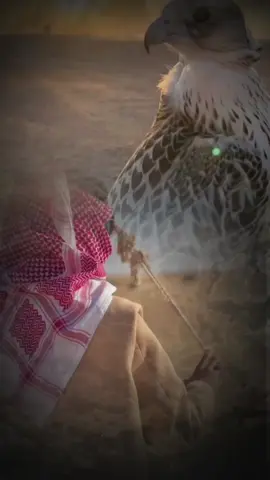 #شعراء #السعودية #الخليج_العربي_اردن_عمان_مصر_تونس_المغرب #شعراء_وذواقين_الشعر_الشعبي🎸 #شعر 