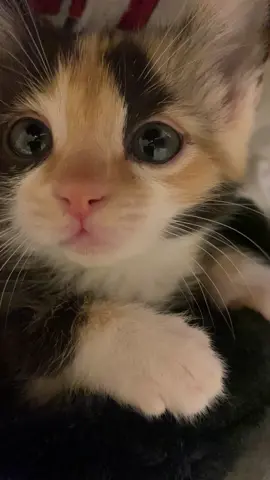 kiss #cat #catsoftiktok #kitten #kittensoftiktok #kittenkisses #cutecar #fyp #foryou #foryoupage #4u #calicocat #clairo #clairotok 