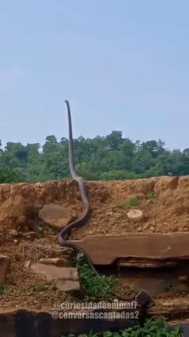 O rei das cobras  #maedepet #paidepet #aprendanotiktok #natureza #biologia #animaisfofos #animaisnotiktok 