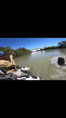 #fishing #pesca #wedkarstwo #catfish #siluro #sum #predatorfish #rivergishing #spinfishing #monsterfish #deporte #sports 