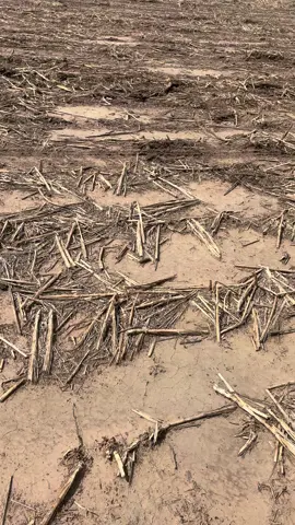 Here we are #foryou #funny #farmlife #cattle 