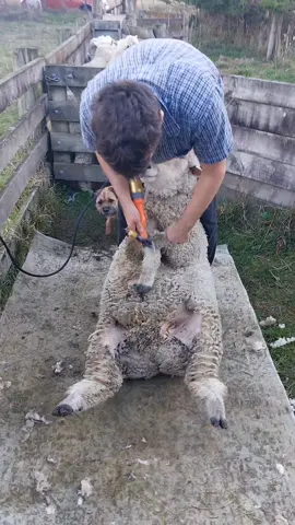 shearing a Ryeland ram with a cover comb. these rams aren't particularly large but they are quite muscular. wait until you see him waddle away at the end.  #satisfying #sheep #wool #shearing #naturalfibres #ram 