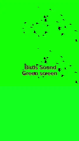 Birds Green Screen Capcut Template #CapCut #birds 