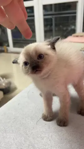 Not a big cat,but a big temper #kitten #cat #cutecats #cat #funnyvideos #catsoftiktok 