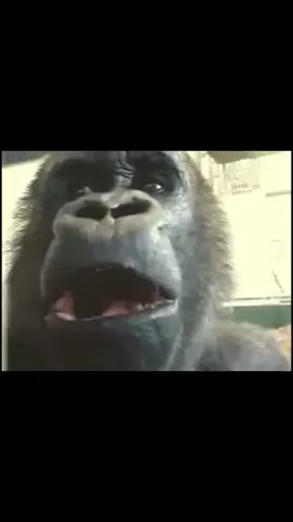 Oliver eats an apple #riplegend #gorilla 