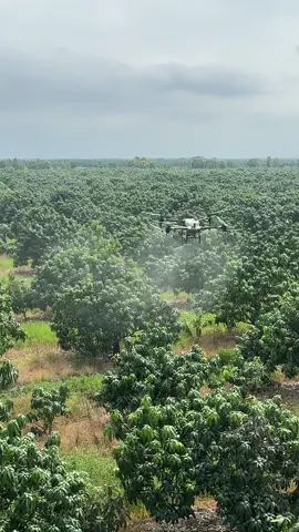 Agricultura de precisión con los drones agras T40 en cultivo de Mango  Preinduccion a la floración para cosechas excelentes descarga de 40 litros por hectárea. #agriculture #agritech_drones #agriculturadeprecision #mango 