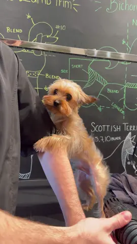 who needs a bff anyways… #yorkie #dogs #doggrooming #dogsbylogan 