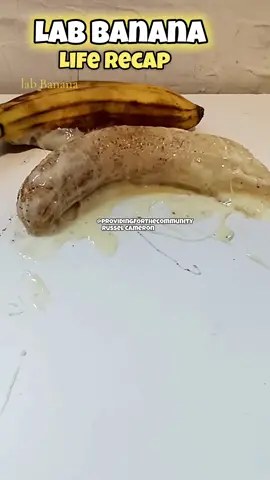 Please say a prayer for lab banana. #labbanana #tiktok #sicklabbanana 