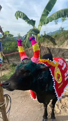 โหนดงามเจ้าอารมณ์(อ้ายเเซม)ผ่านไฟร์2ได้เเบบสุดเบอร์#สนามชนโคบ้านเขาเเก้ว #ฟีดดดシ #ลานสกา 