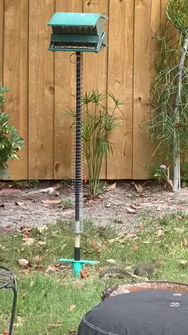 How to make your squirrel proof birdfeeder actually squirrel proof?  Attach a slinky to the pole ! #slinky 