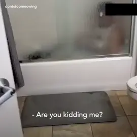 #meow #mèo #cat #pet #pets #funny #funnyvideos #fun 