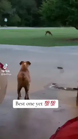 #duet with @TL249 #tony #ezekiel #whatsyourname #animals #animetiktok #dog #deer #dogsoftiktok #deertiktok #fyp 