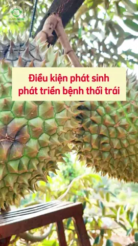 Điều kiện phát sinh bệnh thối trái #Durian #Donghanhcungbacon #Kythuatsaurieng #Cayantrai #Saurieng 