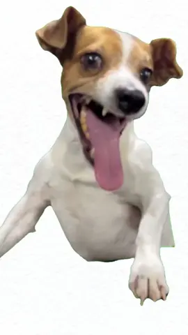 Day1 Dog Laughing  #funnyvideos #fyp #meme #doglaughing 
