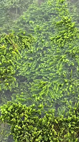 Part III: manguha ta og Lato/sea grapes pasensyahi ang akung voice di gyud ko pang vlog HAHAHA awkward akong bisaya kay binantayanon gyud among dialect😅😂 #fyp #lato #seagrape #blessed #bantayanon #bantayanisland 