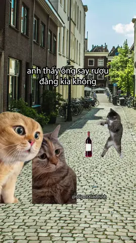 bộ môn mạo hiểm 🤕🤕  #fyp #cat #meme #toipostlinhtinh