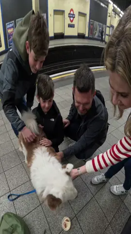 Viola likes the attention!! #foryou #fyp #tfl #dog #husky #foryoupage #dogsoftiktok #fypp 