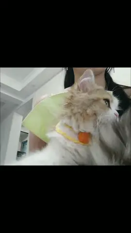 #cat #pet#fyp really beautiful