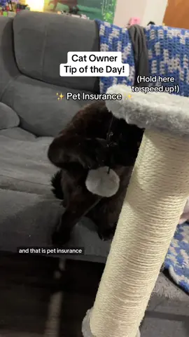 This is such a complex topic, but here are the very basics of pet insurance! (And if it’s not for you or just doesn’t apply to you, totally fine! Feel free to keep scrolling 😸) #catsoftiktok #petinsurance #uspetinsurance #catownerproblems #tipoftheday 
