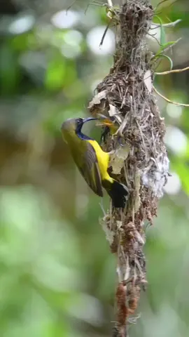 burung sogon/sogok ontong di alam liar induknya bergantian meloloh anaknya #sogon  #sogonmania  #sogonmaniaindonesia  #sogongacor  #sogokontong  #burung  #burungkecil  #colybird  #kolibri #satwa #alam #lestari #kicaumania #aviary