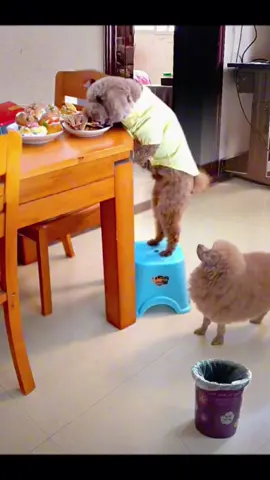 It also knows how to share 🤭#cute #funny #clever #dog 