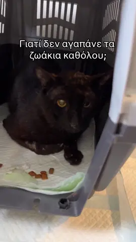 Δεν εχω λογια #conclavio #ekatommyriouxos #tiktokgreece #prosalendis 