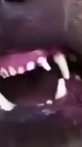 PITBULL ATTACK 😱😱 ‘ ´ ‘ ##pitbull  ##pitbullsoftiktok #tunisia ##dogs#apbtpitbul #abpt #india #dogsoftiktok #dogs #education #pitbulllove  @🇹🇳 Dog Mom 🇹🇳 @rayensss @Chowchow5225 @wissem @doberman  kennel @Khaled Omar @Junior&Gucci  bulldogfrancais @ملتقى المغرمة @🇹🇳Thomas Shelby🇹🇳 @البوعا مامي @مهاب الشعر🏴‍☠️ @Ayoub _k9🐾 