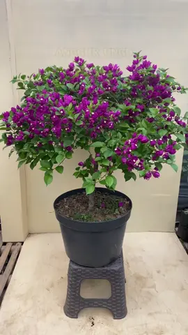 bougenville anggur ungu