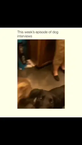 funny and cute dogs compilation  #funnydog #funnypet #cutedog #dogsoftiktok #doglover #dog 