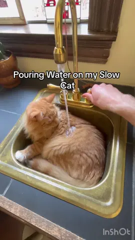 My cat is a bit slow #orangecatbehavior #funnycats #cutecat #orangecatsoftiktok #orangekitten #greenscreenvideo 