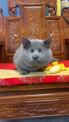 A cat that looks like a puppy##tiktok#MomsofTikTok #pyf #fypage  