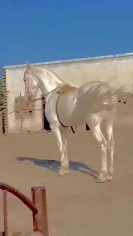 Akhal-Teke Horse 🐎 The Akhal-Teke is a Turkmen horse breed. They have a reputation for speed and endurance, intelligence, and a distinctive metallic sheen.  The shiny coat of the breed led to their nickname, 