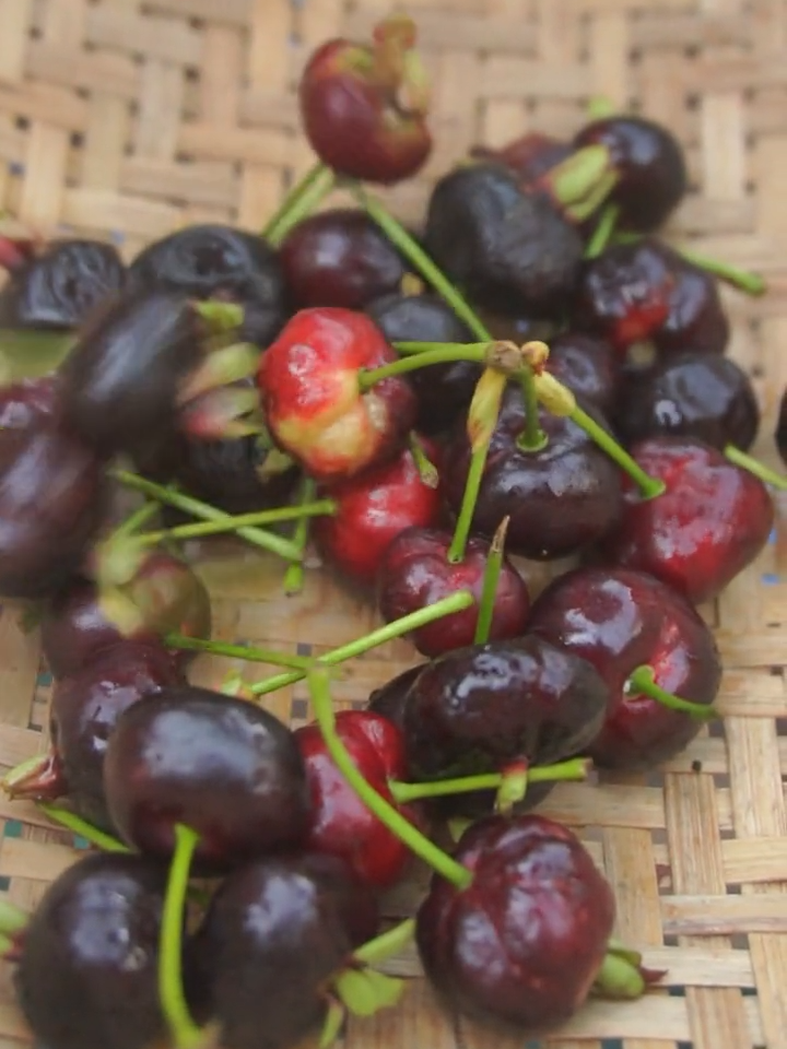 Cherry Brazil trồng chậu nhưng vẫn thu hoạch được trái  #vuacaygionghuyenlinh#huyenlinhgraden