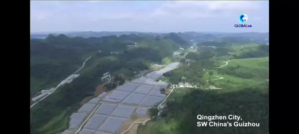 Muchos diplomáticos han visto oportunidades de cooperación con China después de presenciar el desarrollo de la agricultura moderna y la agricultura inteligente en Guizhou.