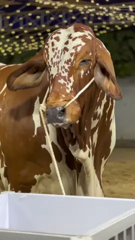FOUJI❤️✨ D CATTLE FARM  #CapCut #mandi #viral #2k24 #foryoupage #mashallah #viralvideo #dcattlefarmofficials0 #dcattlefarm #dkashok #biggestbull #viralditiktok #explore #fouji 