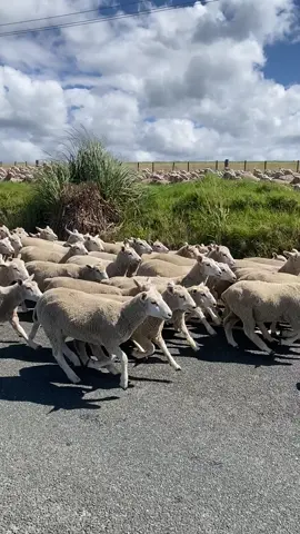 The sheep have got places to be! 🐑 #Sheep #NewZealand