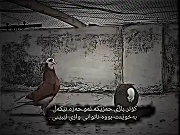 #foryou #foryoupage❤️❤️ #ماشەڵا_تبراک_اللە🧿🧿 #سڵاو_لە_هەرچی_کۆتربازەکان💫🥰 #فۆڵۆمان_بکەن_بۆ_بينينی_جوان_ترين_پۆست😇😍 #fypシ 