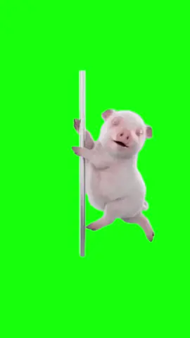 Pole Dancing Pig | Green Screen #pig #piggy #pigmeme #cuteanimals #poledancing #meme #memes #fyp #foryou 