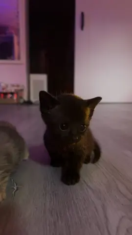 oh my gosh she is so cute #tinykitten #foryou #trending #catsoftiktok #kittensoftiktok #fosterkittens 