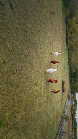 Sharing some beautiful clips recorded during spring in Spanish countryside 📽️🐎#horizontal #landscape #horses #horsesoftiktok #horselover #sunset #nature #mountains #cinematic #drone #countryside 