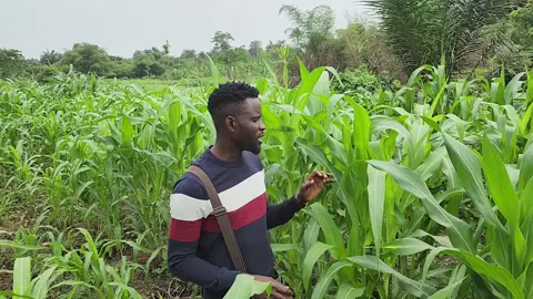 The benefits contained in corn husks include: Brighten the face. It turns out that the skin, which tends to be rough in texture, is also useful as a mask. ... Avoid the appearance of pimples. ... Treat high blood pressure. ... Treat gallstones. ... Prevent kidney stones. ... Increases blood clotting ability. ... Control diabetes. ... Lower cholesterol. #today #asiwajuelegboogi  #HerbsofNigeria #AlternativeMedicineUSA #AfricanHerbalism #HerbalRemedies #NaturalHealing #HerbsforWellness #NigerianMedicine #HealingHerbs #PlantPower #GTA #Toronto  #UKtoday #Canadatoday #NewYork #Texas #Dallas #Newjersey 